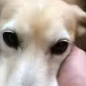 Meet your Posher, Peter